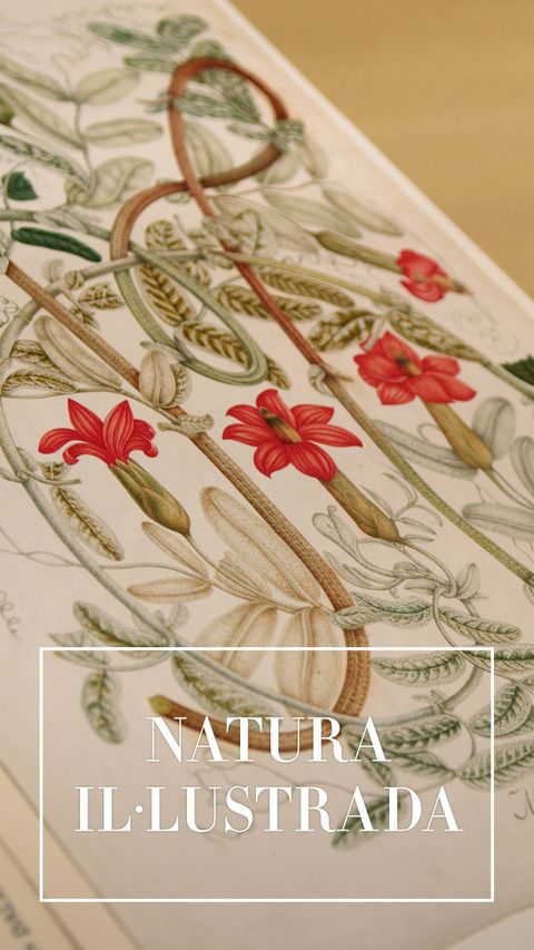 Naturaleza Ilustrada