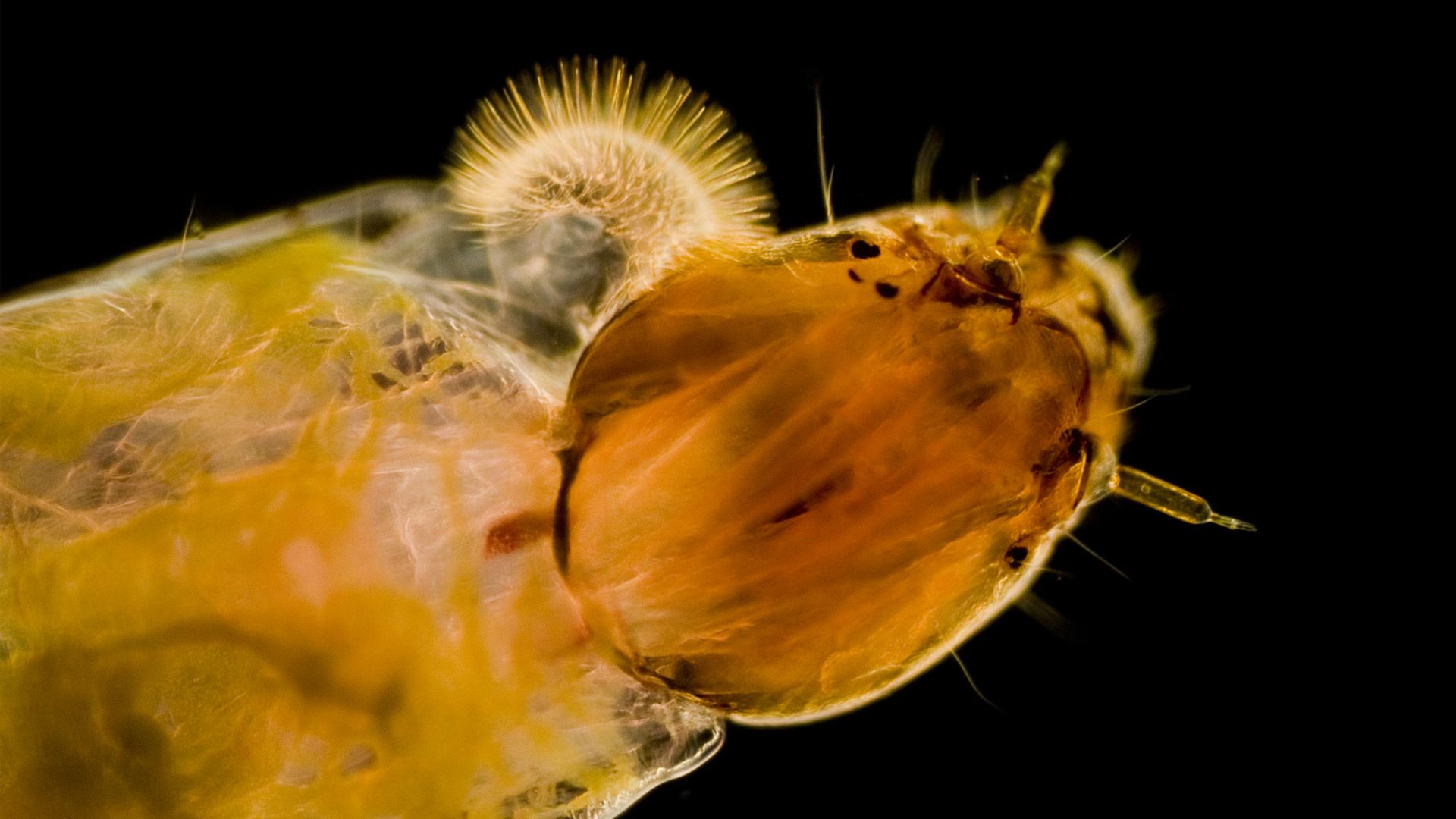 Larvas rojas