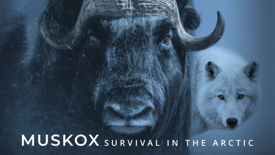 Muskox: Survival in the Arctic