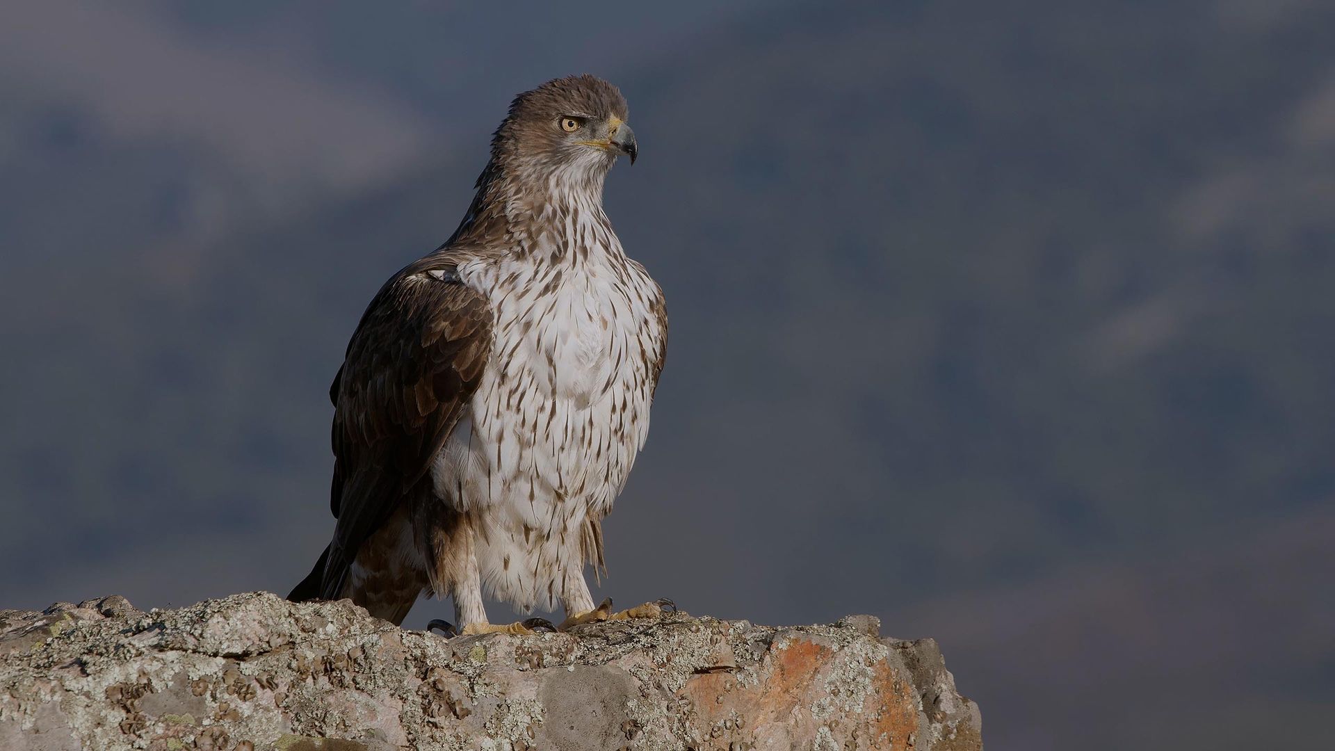 Cazadora