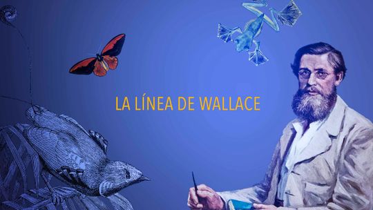 La línea de Wallace