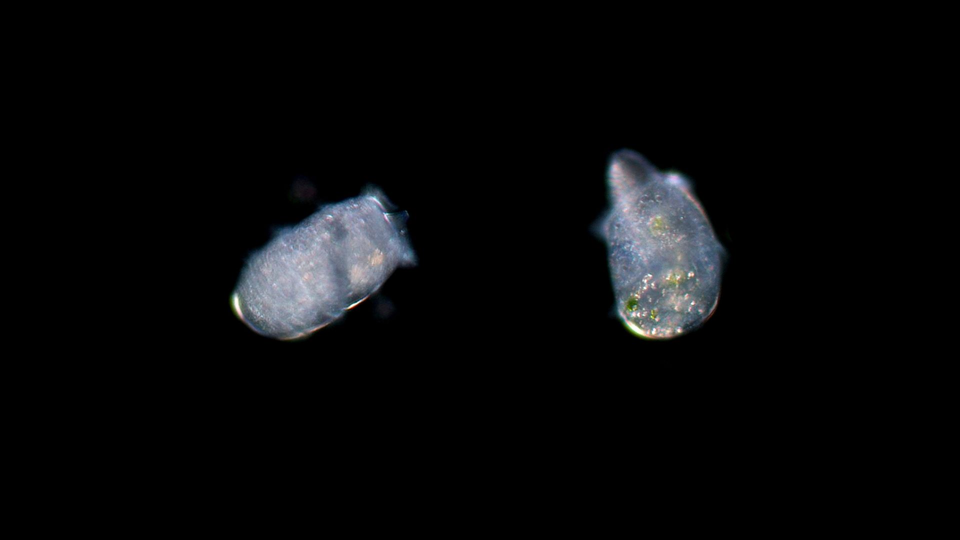 ‘Didinium’, el microdepredador