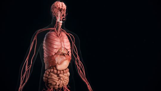 El cuerpo humano