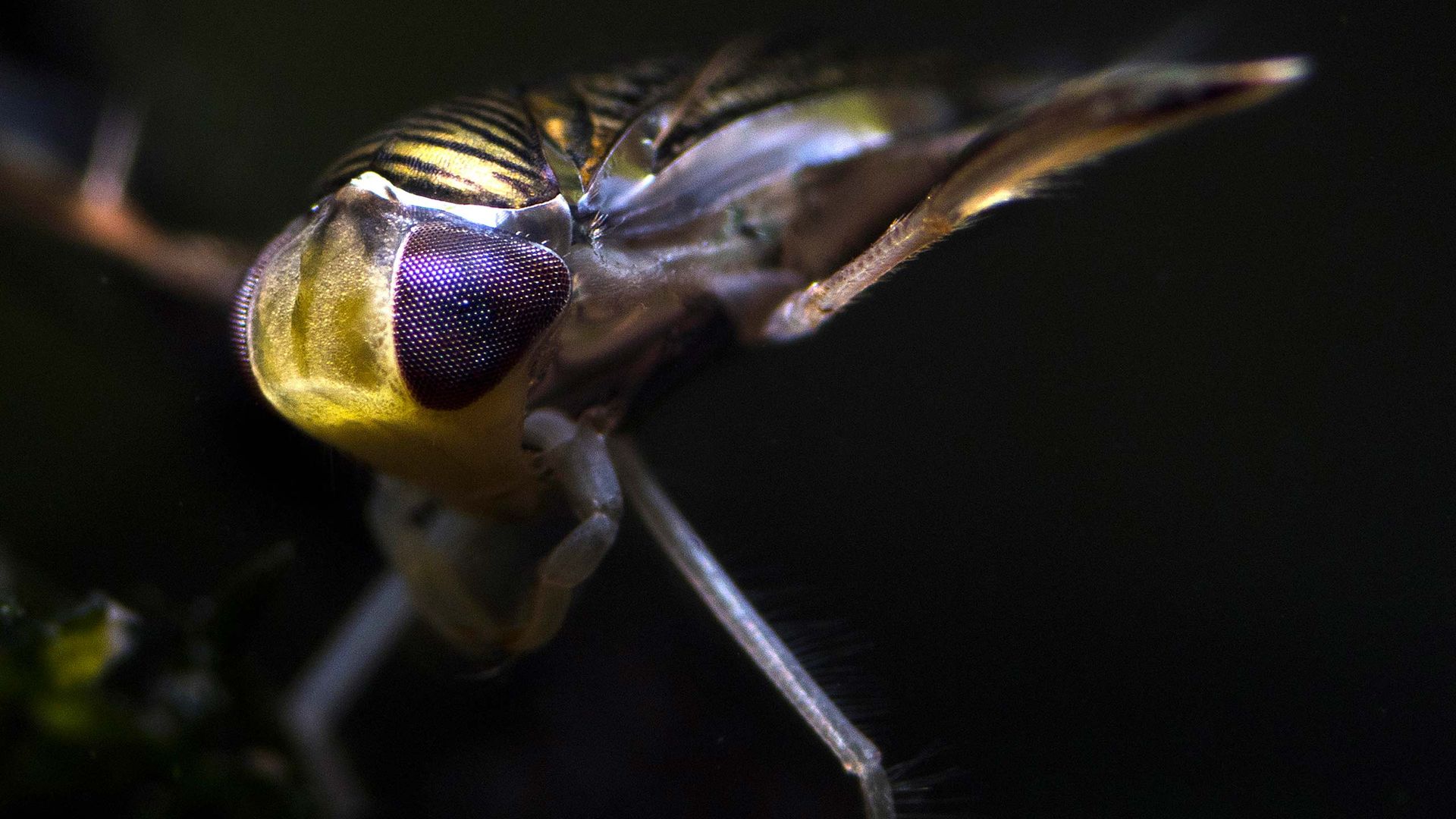 La charca del barquero