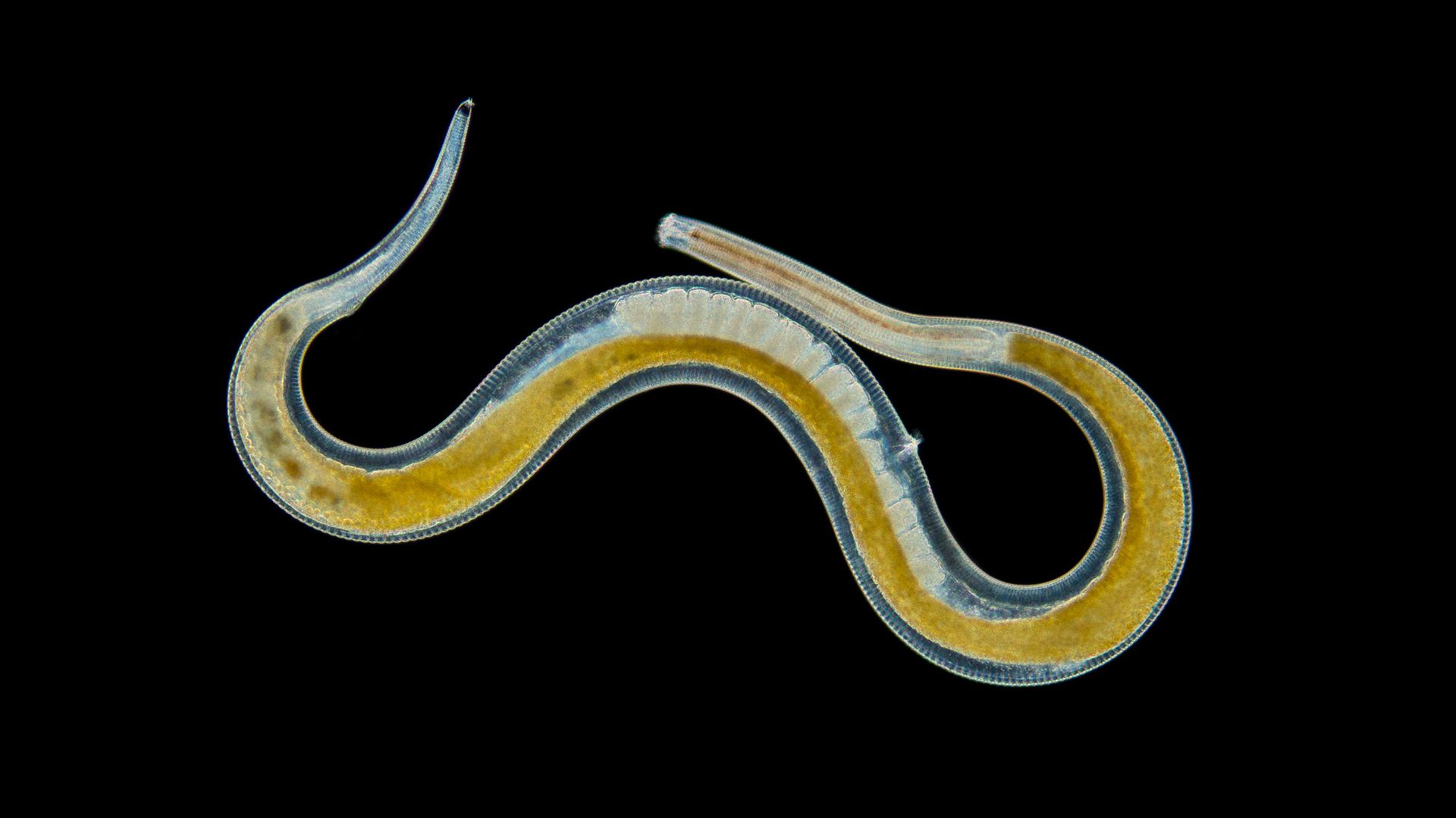 Nematodos