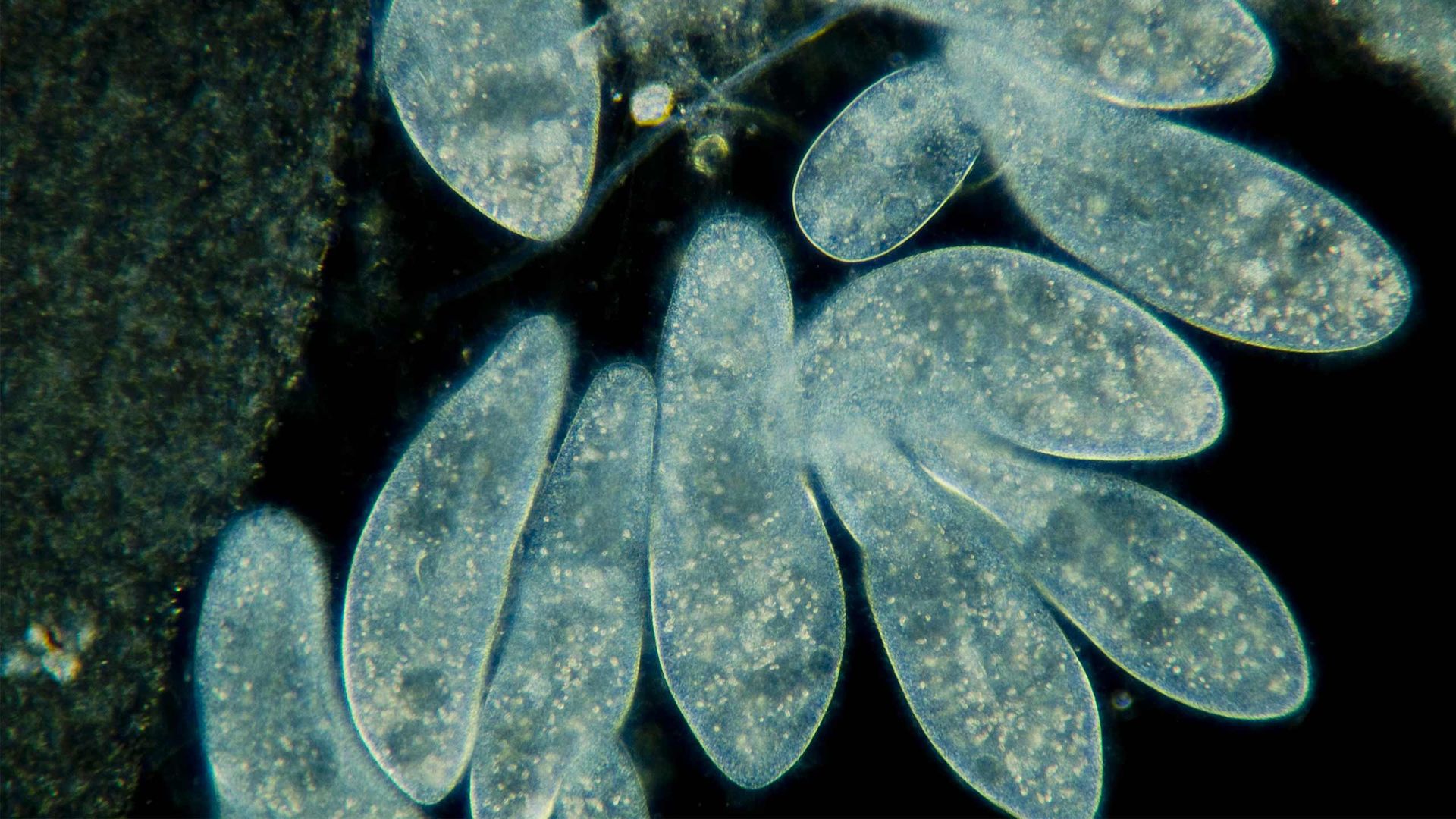 La fiesta de los ciliados