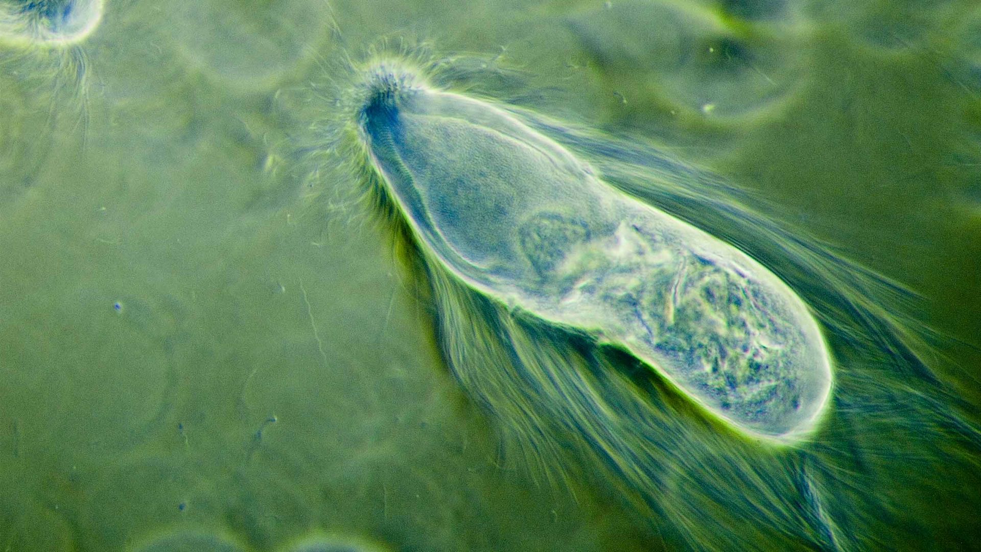 Simbiontes