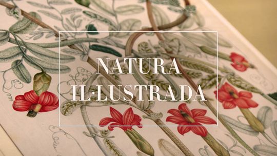 Naturaleza Ilustrada