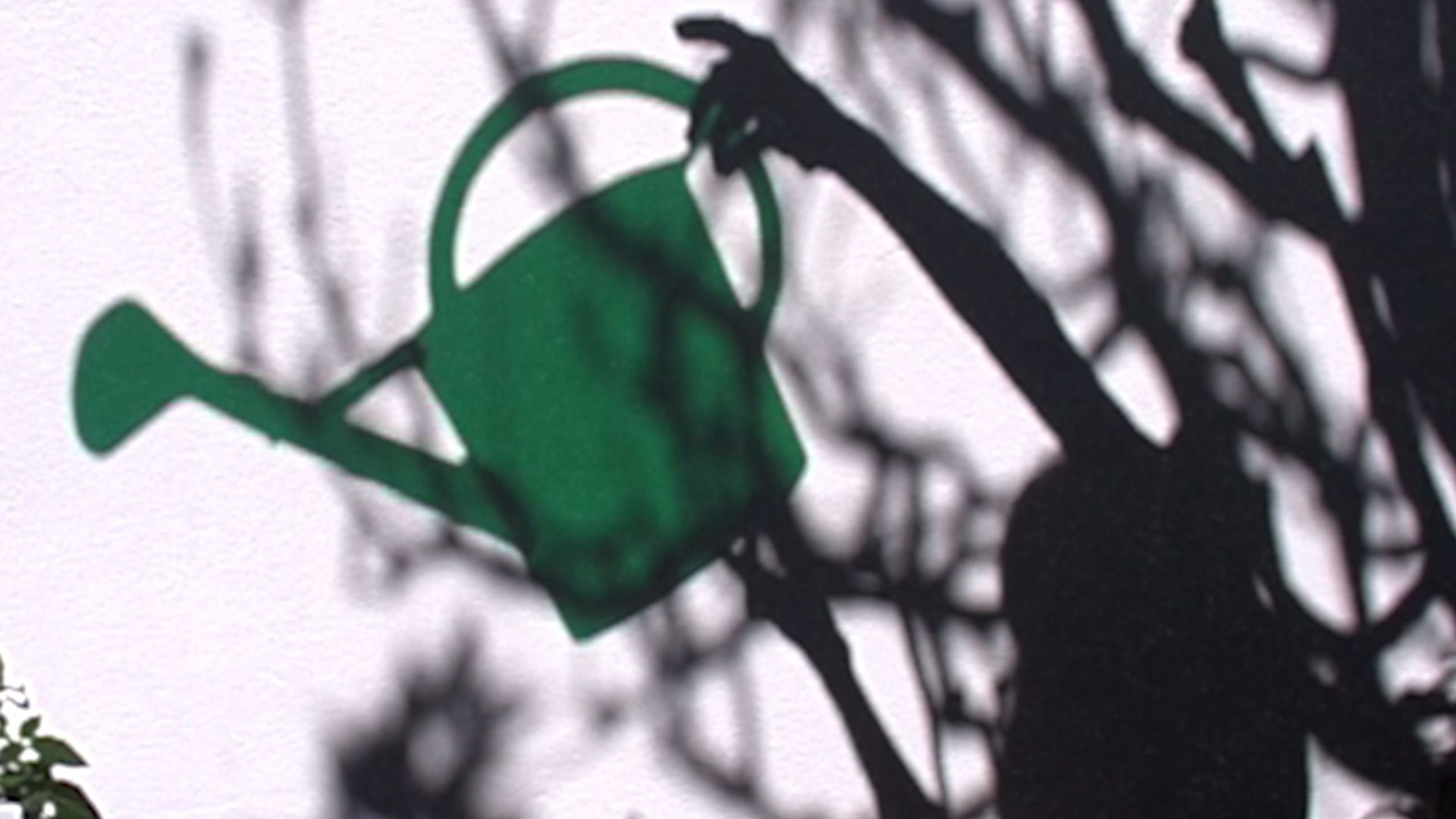 Pelas Sombras