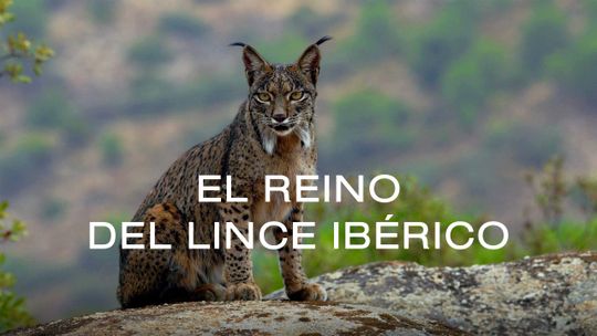 El reino del lince ibérico