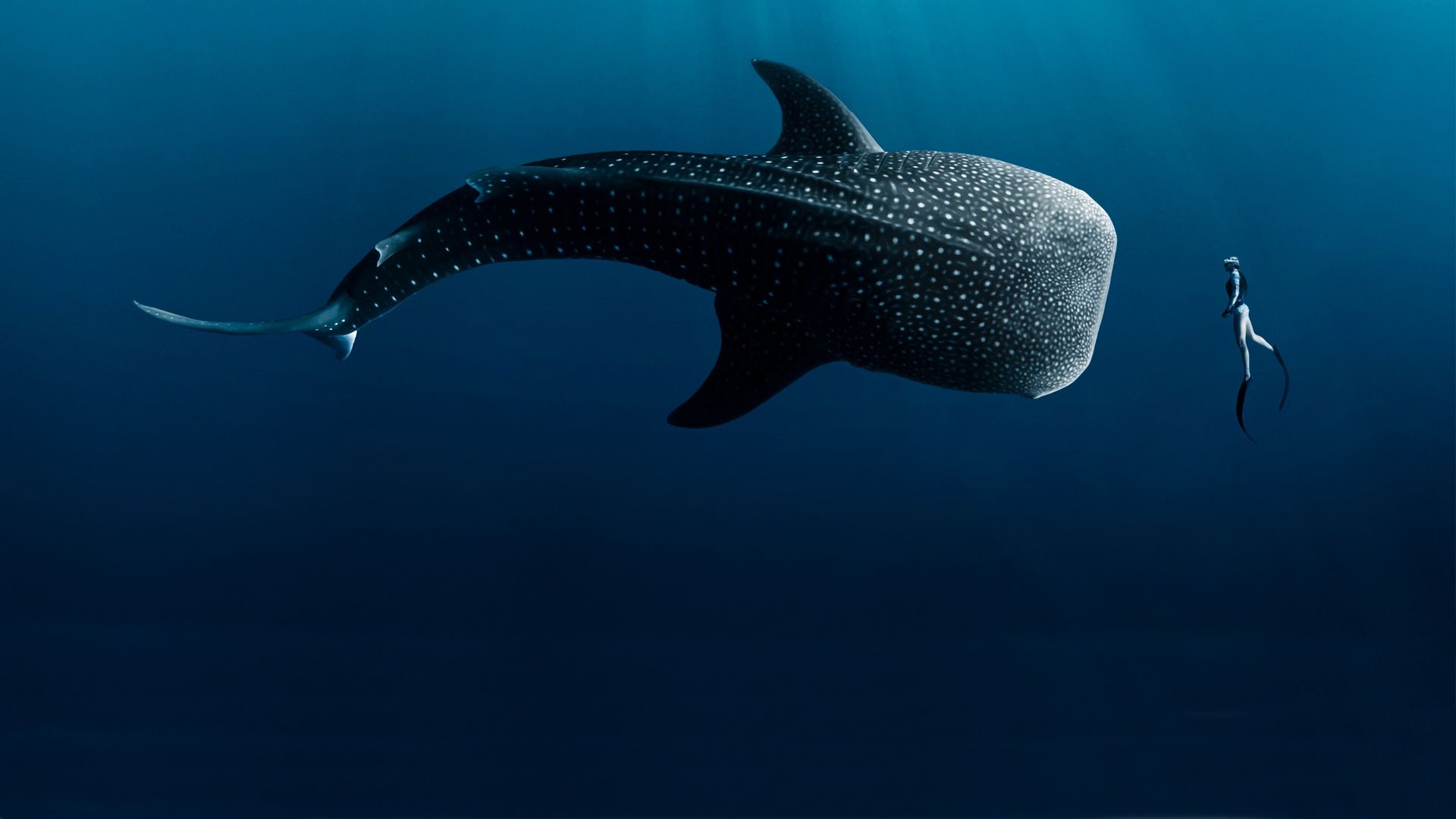 Her Shark Story (Sofía y el tiburón)