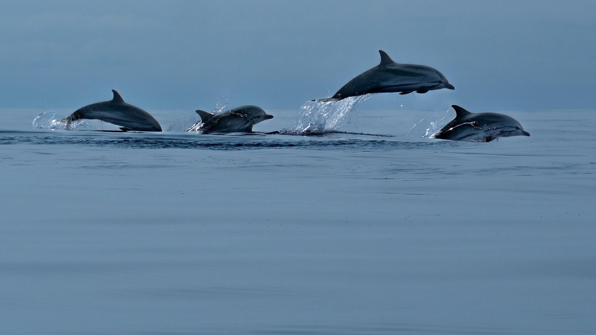 Azores. Oasis atlántico