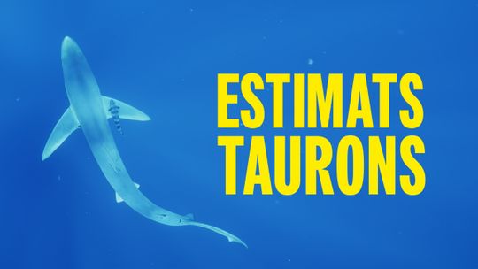 Queridos tiburones