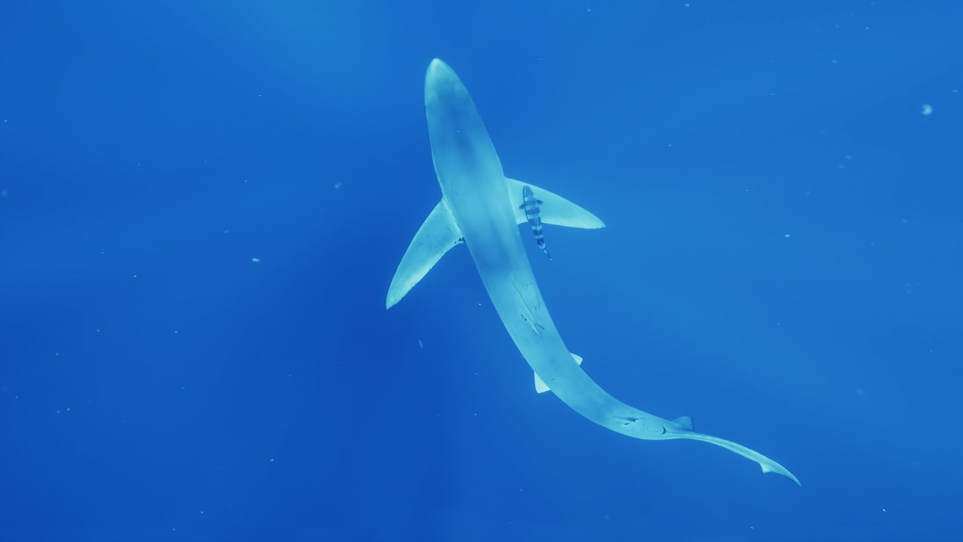 Queridos tiburones