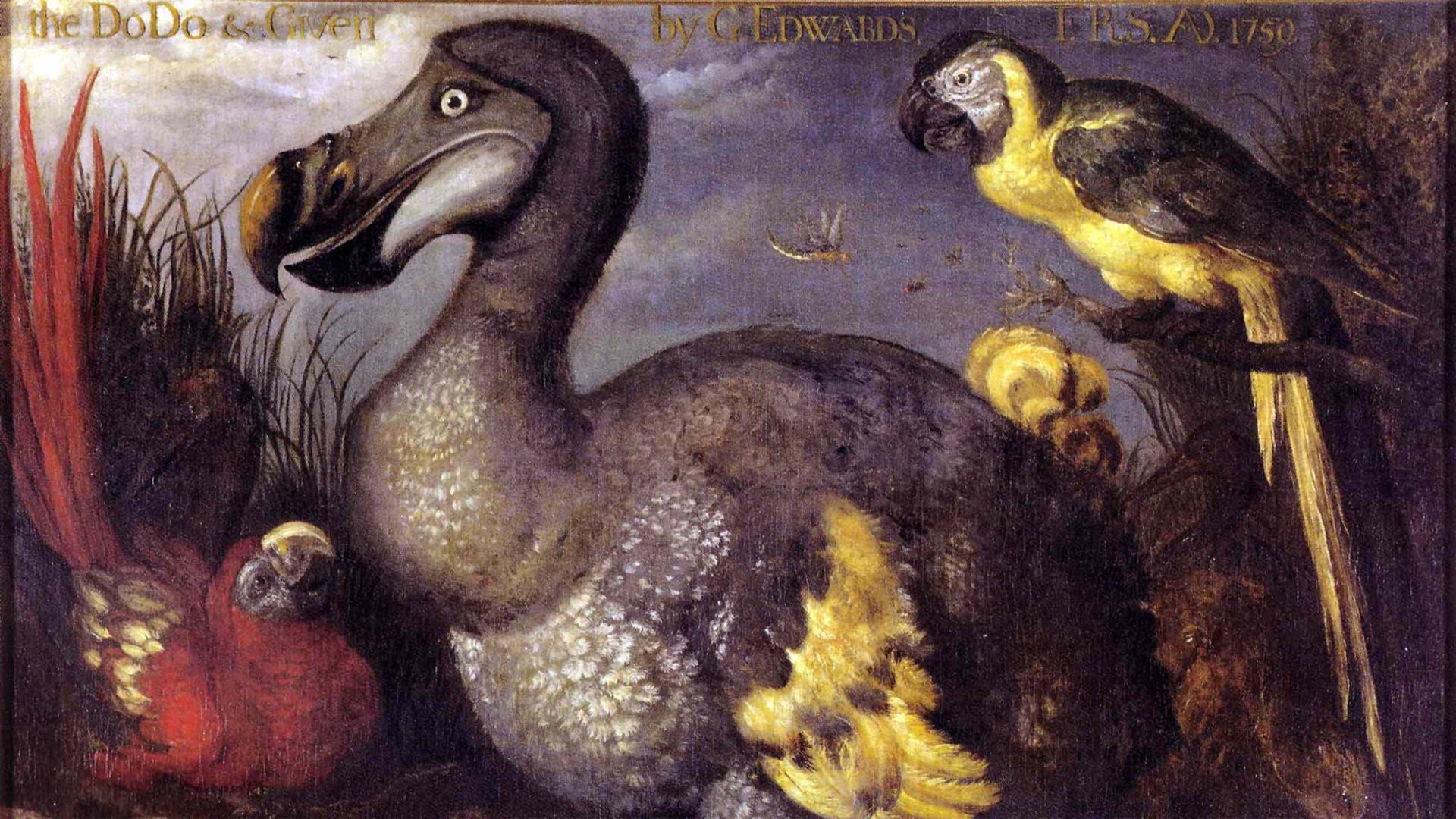El dodo