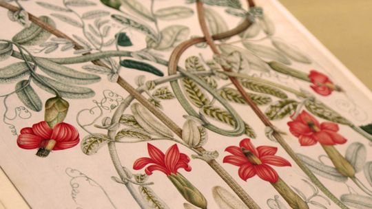 Naturaleza Ilustrada