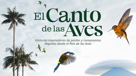 El canto de las aves