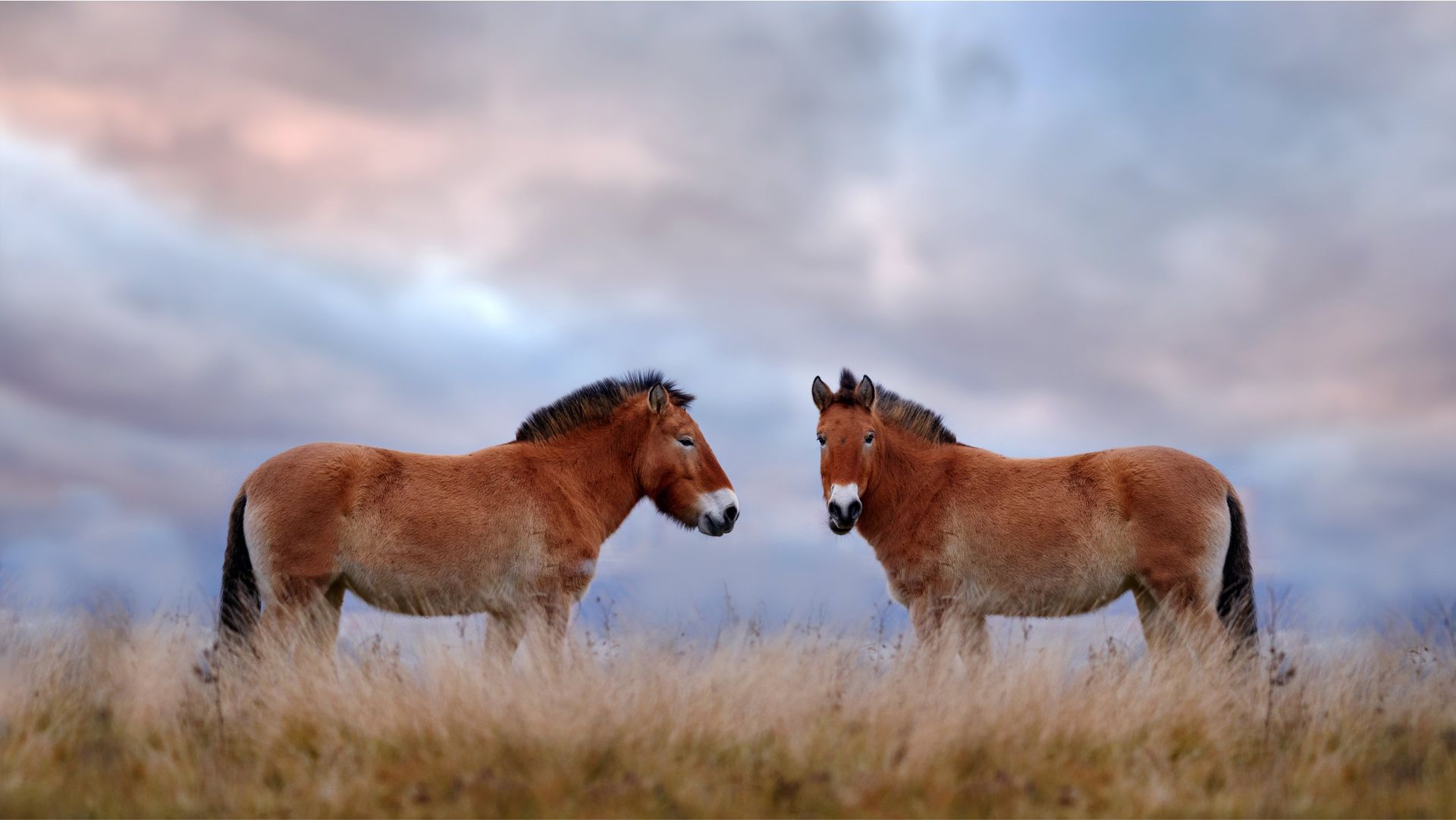 El último caballo salvaje: la reintroducción del 'tahki' en Mongolia