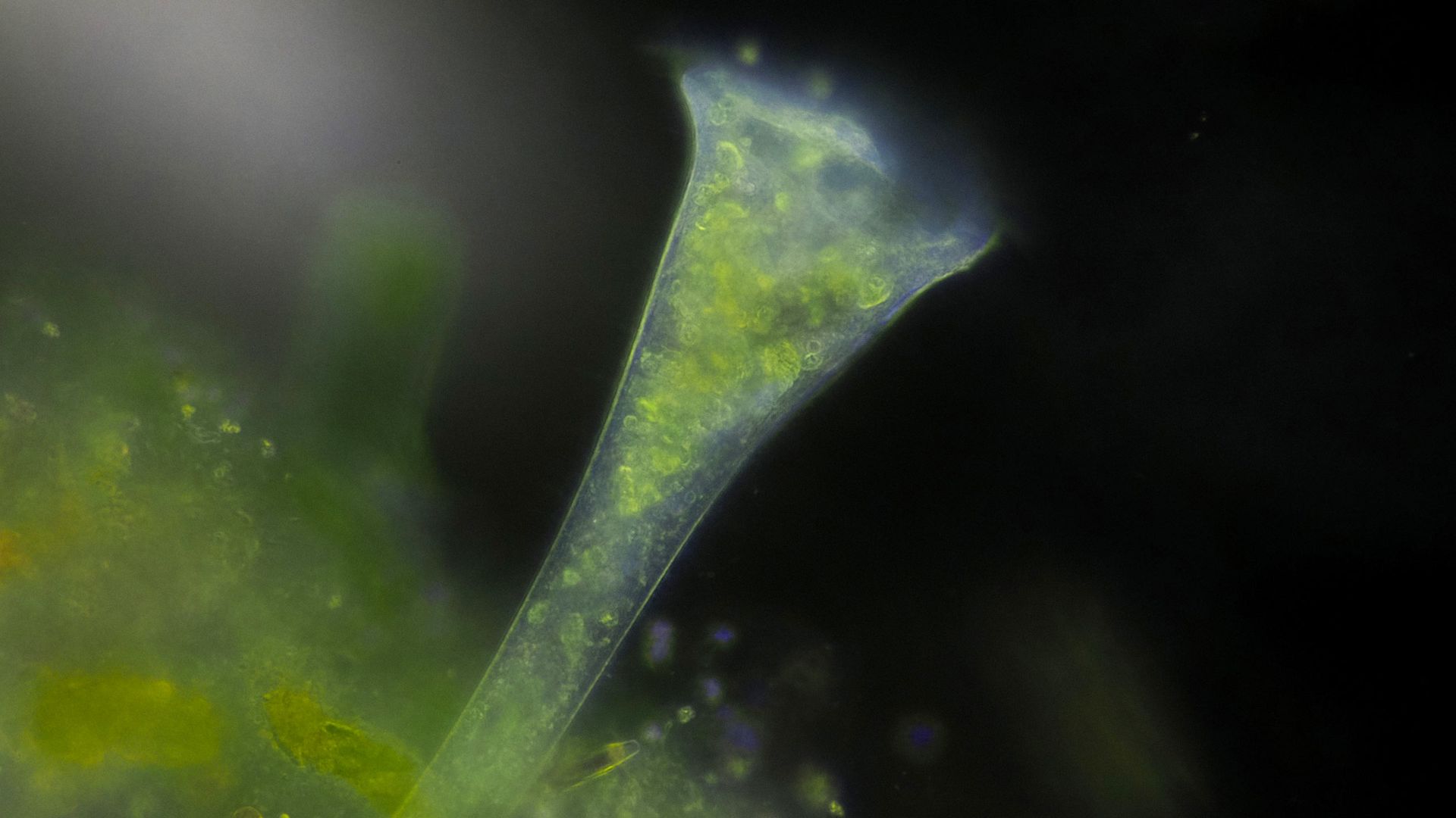 Trompetas microscópicas