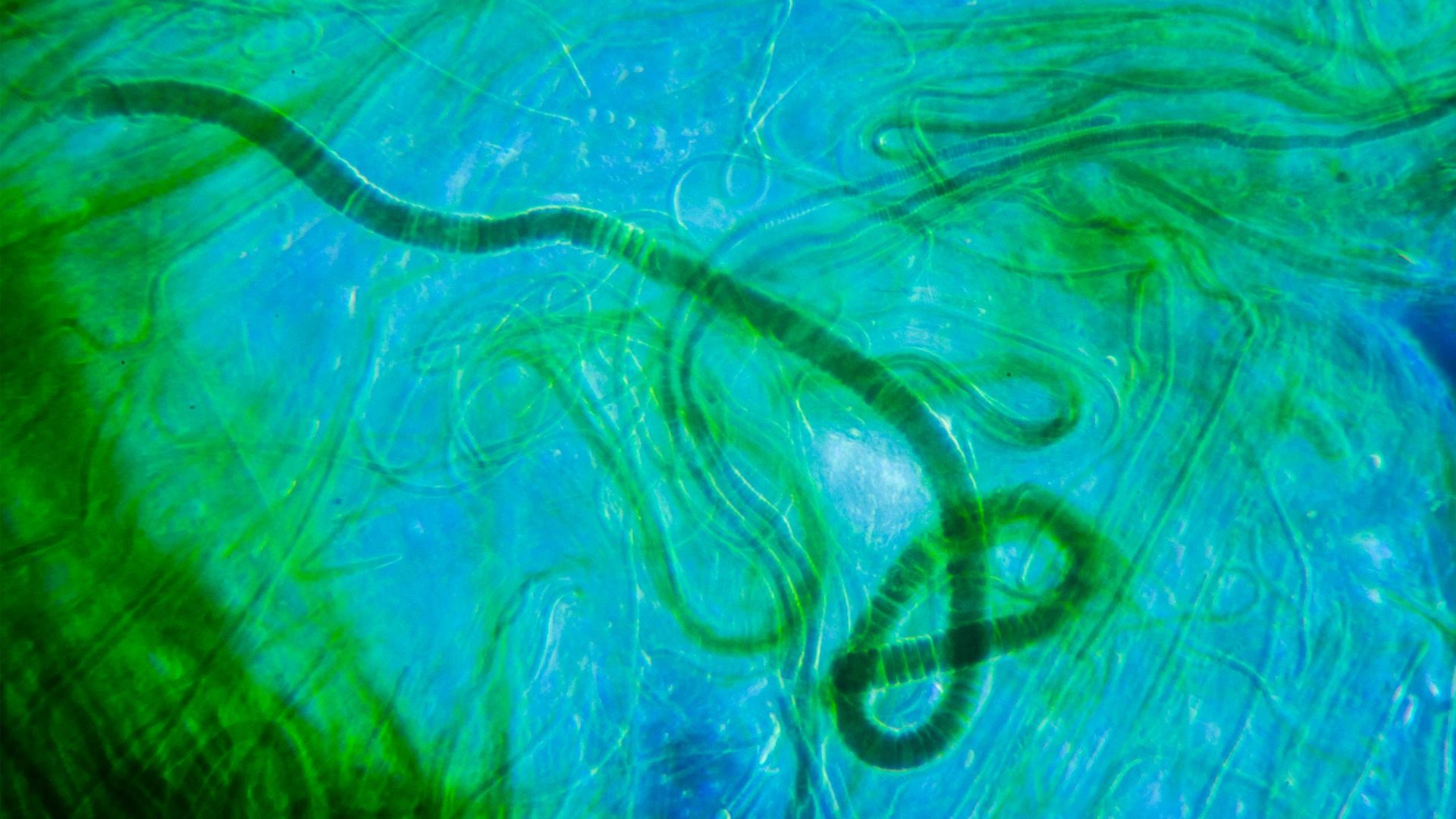 Tapetes microbianos