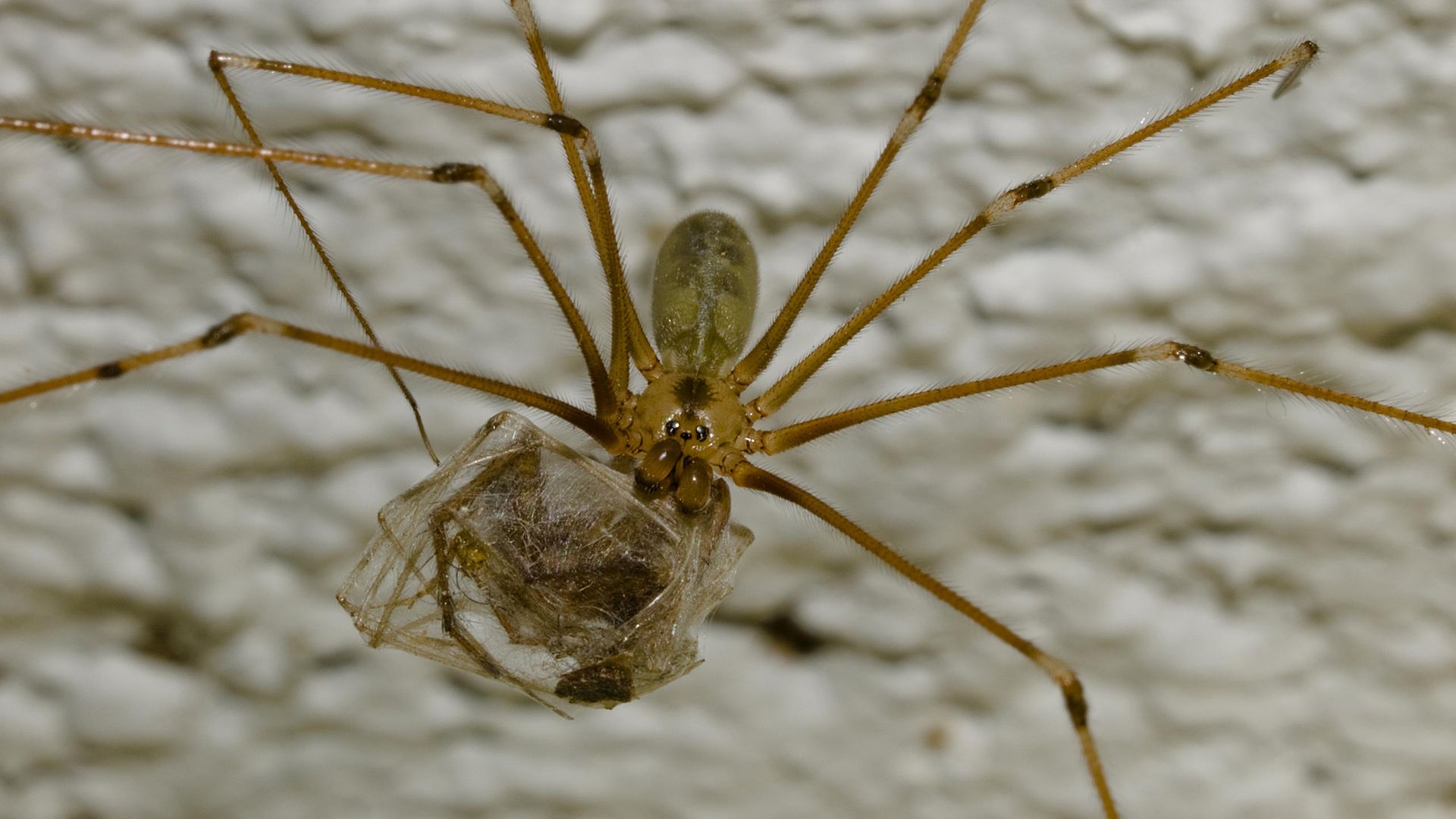 Araña de patas largas