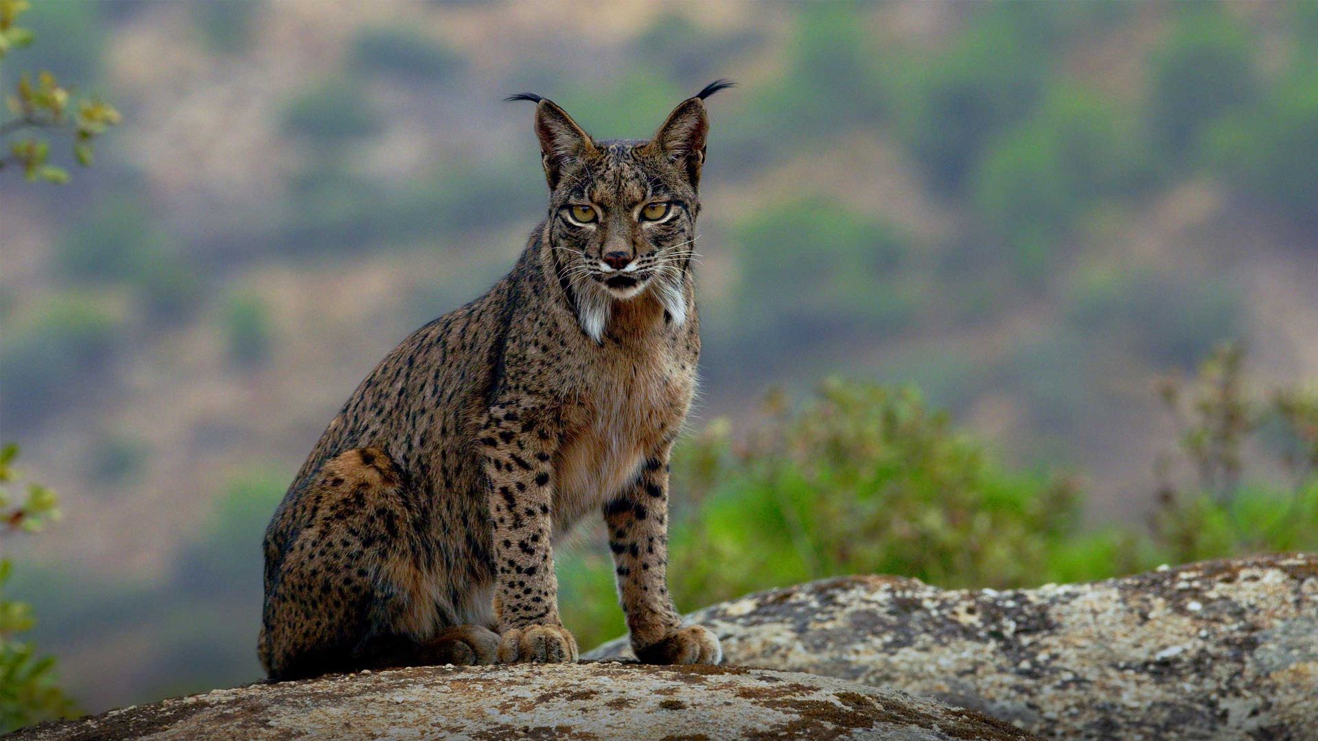 El reino del lince ibérico