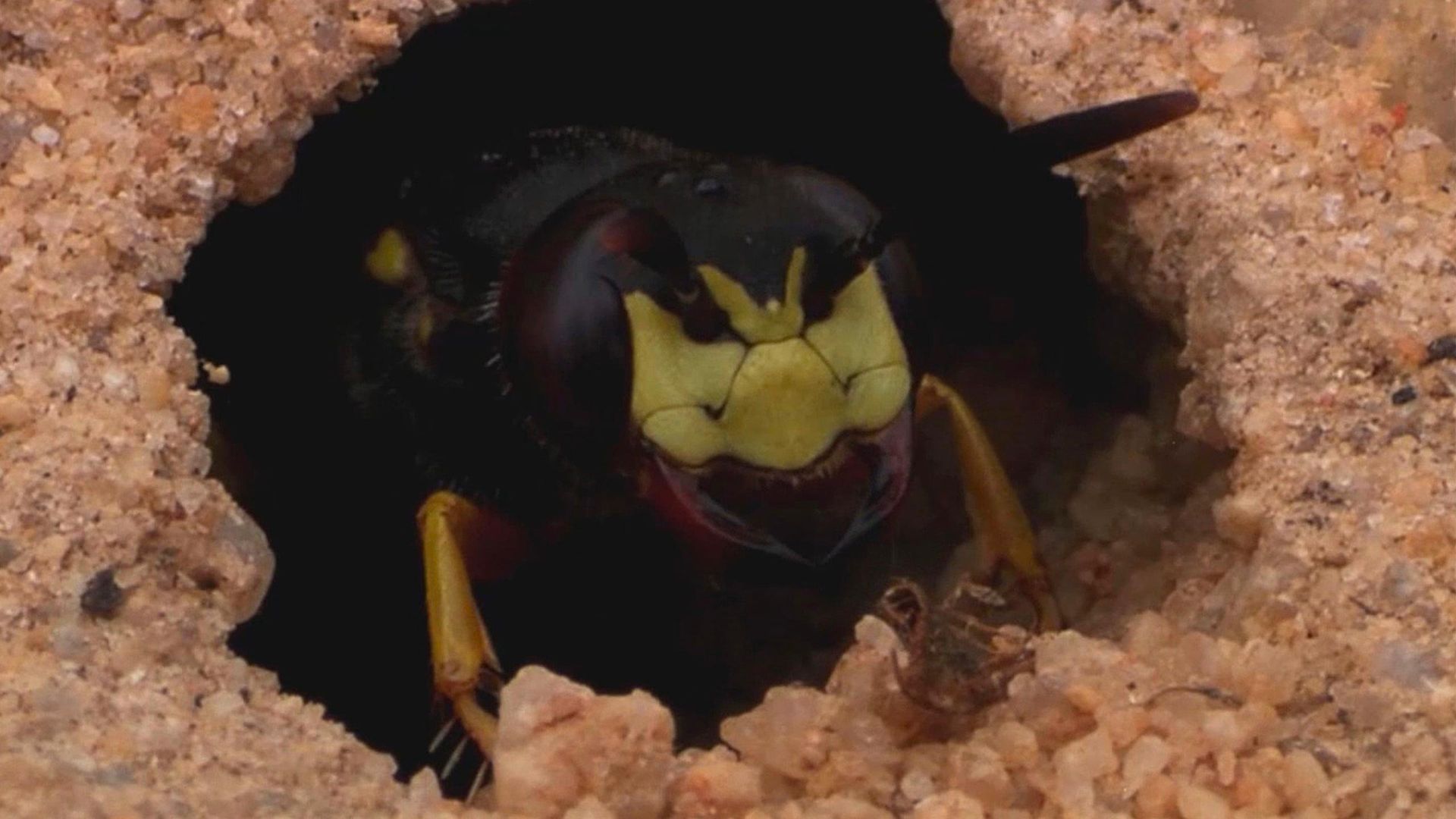 El lobo de las abejas