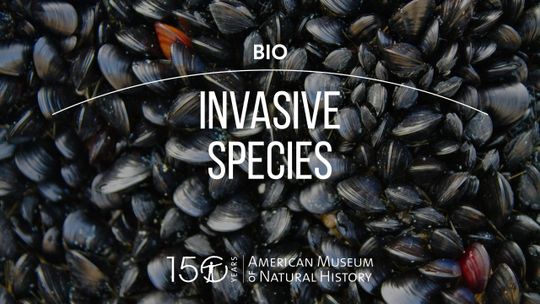 Especies invasoras