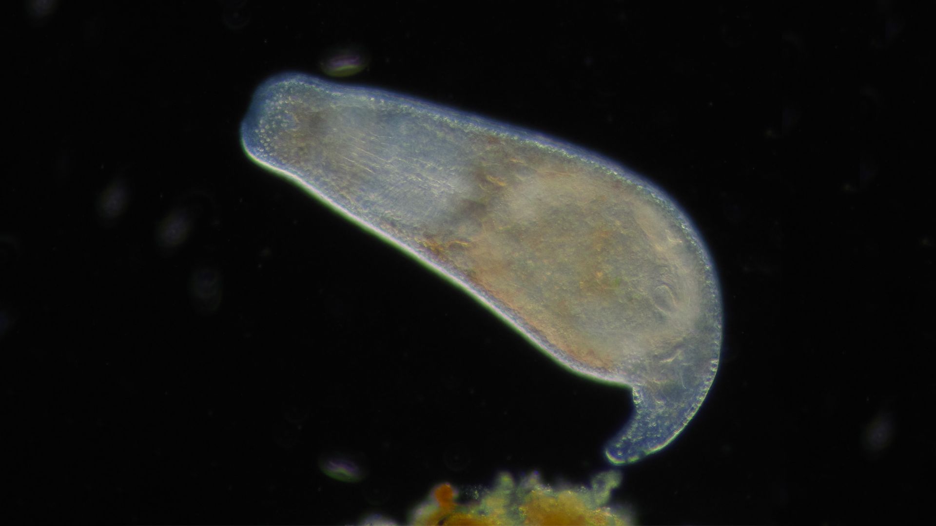 La danza de la planaria
