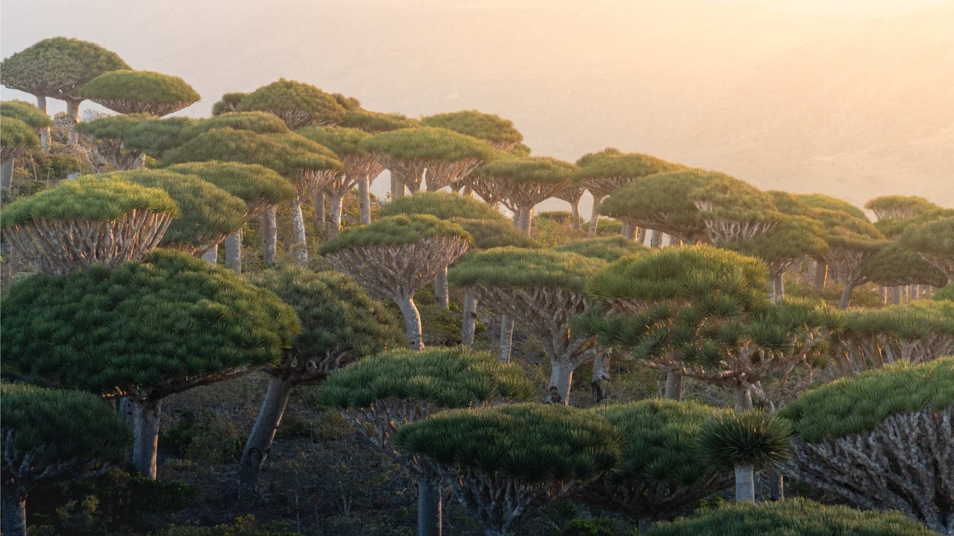 Travelling Series: Yemen del Sur
