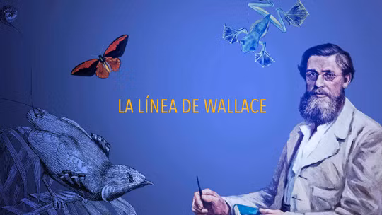 La línea de Wallace