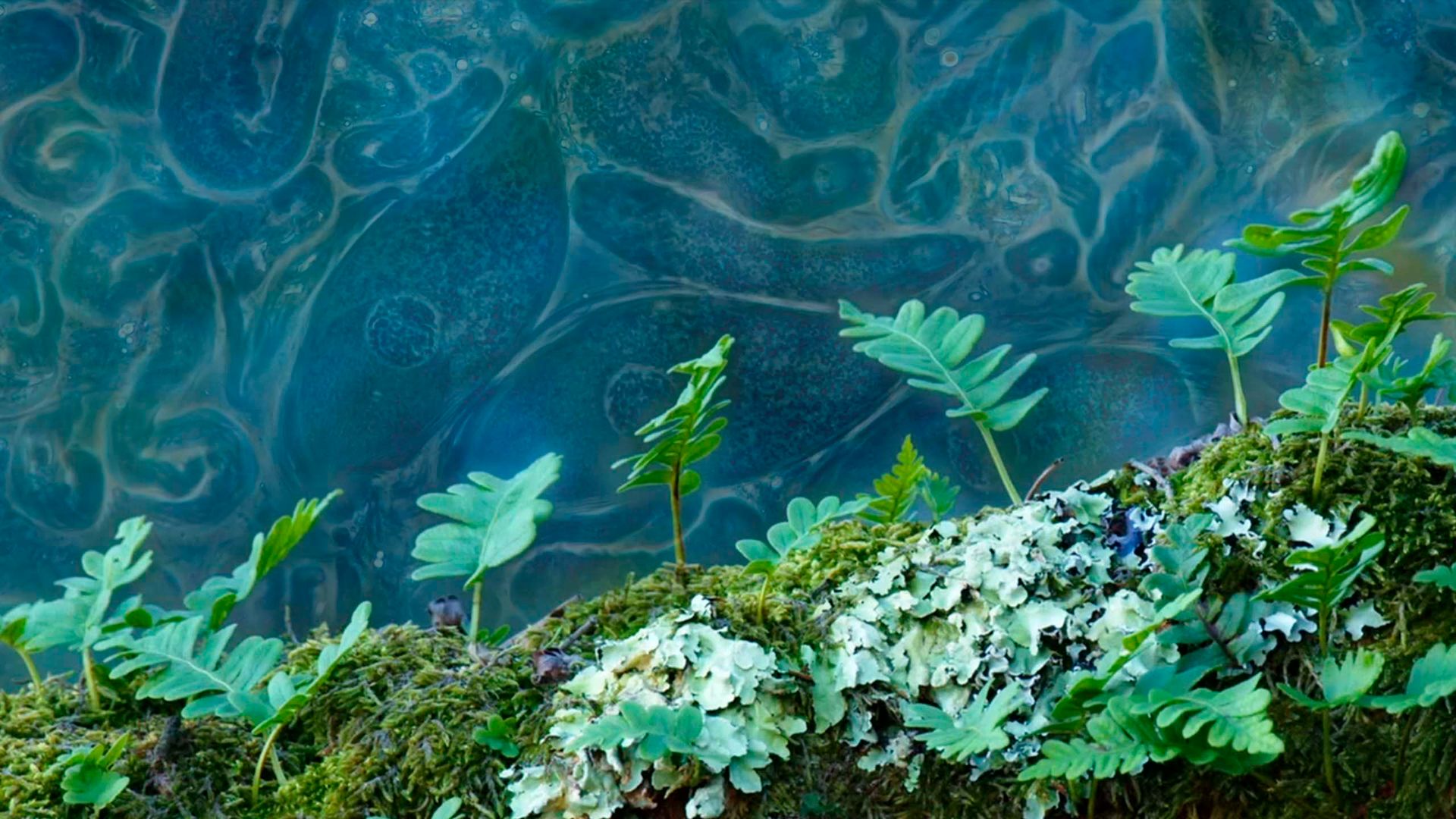 No puedo vivir sin ti