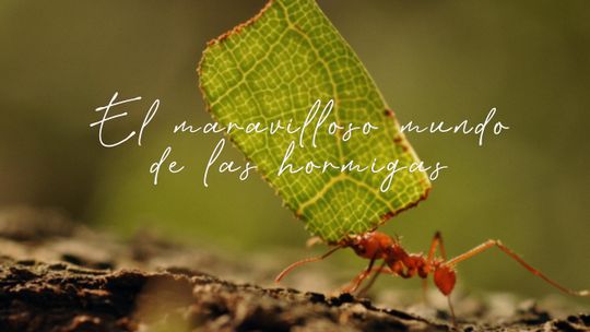 El maravilloso mundo de las hormigas