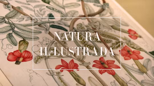 Naturaleza Ilustrada