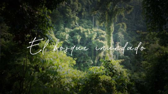 El Bosque Inundado
