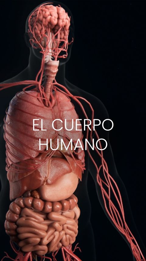 El cuerpo humano