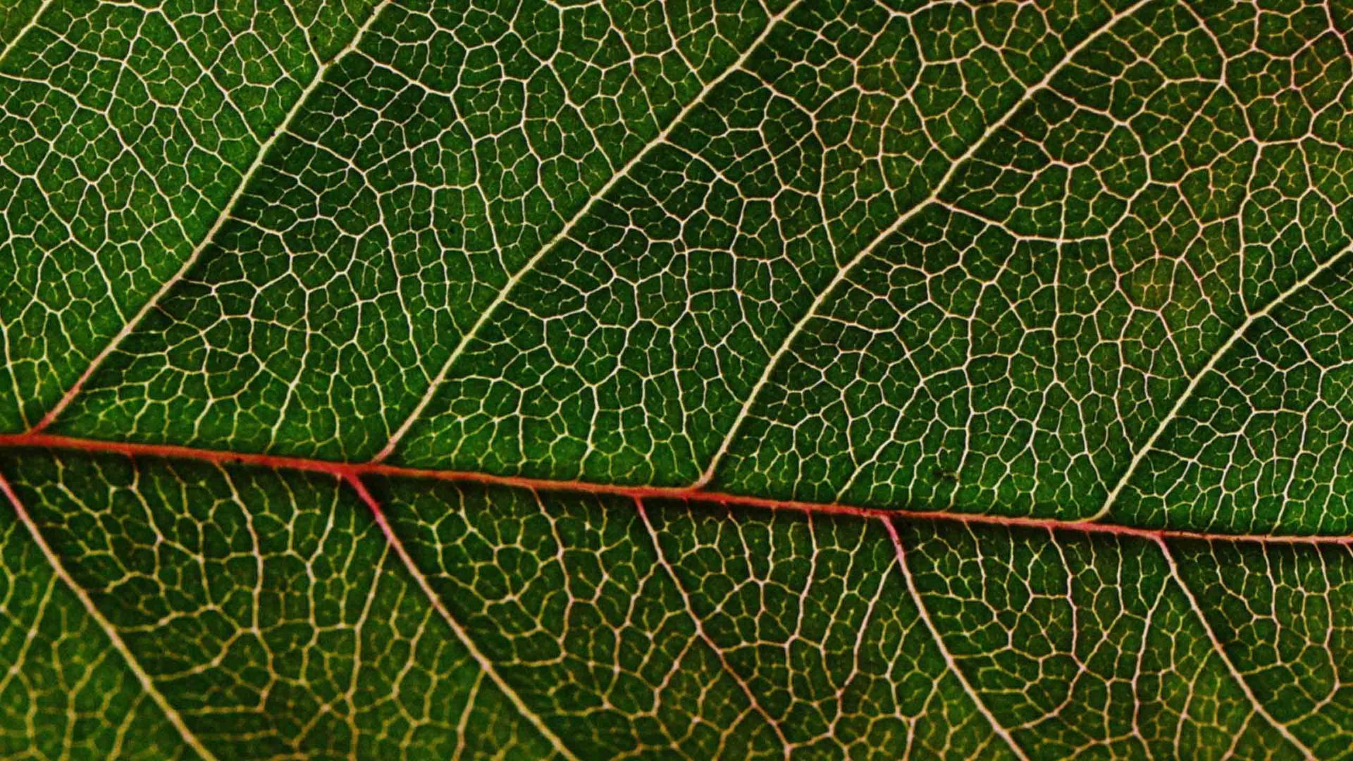 La forma de las hojas
