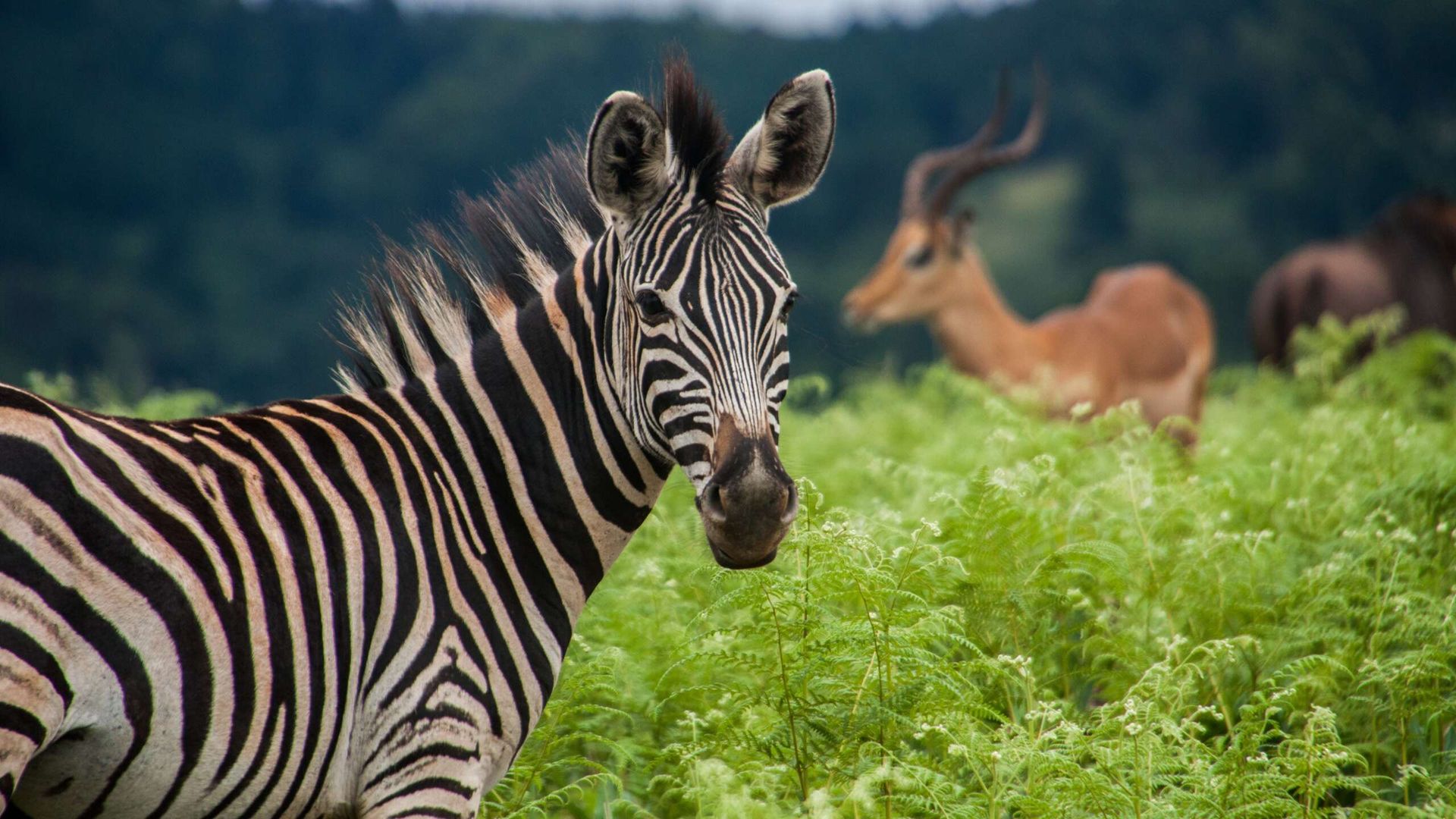 Travelling Series: Eswatini
