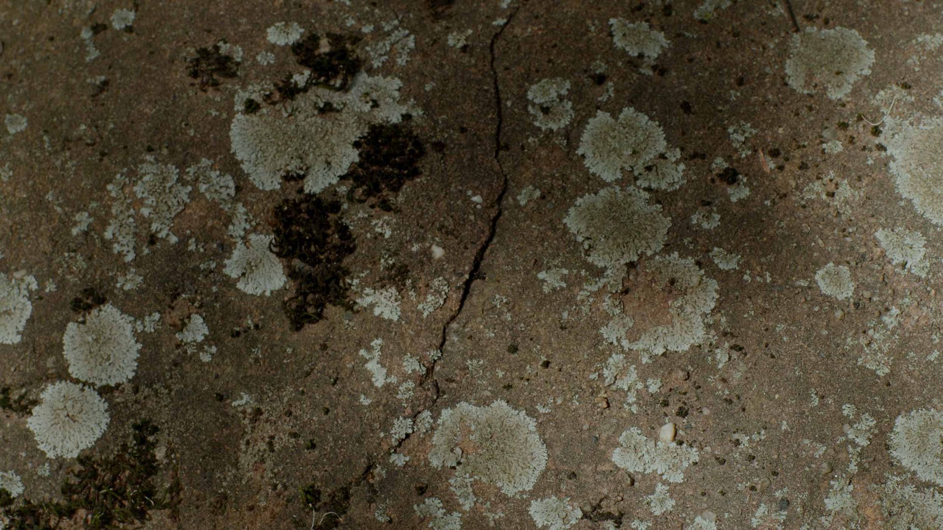 Capítulo 1: Antropoceno