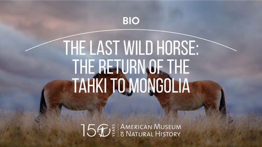 El último caballo salvaje: la reintroducción del 'tahki' en Mongolia