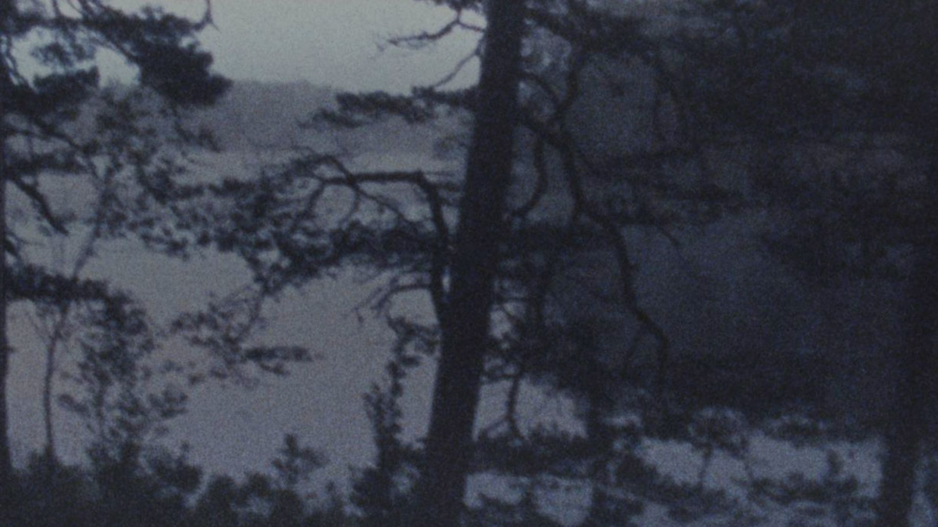 El Bosque en Sombras