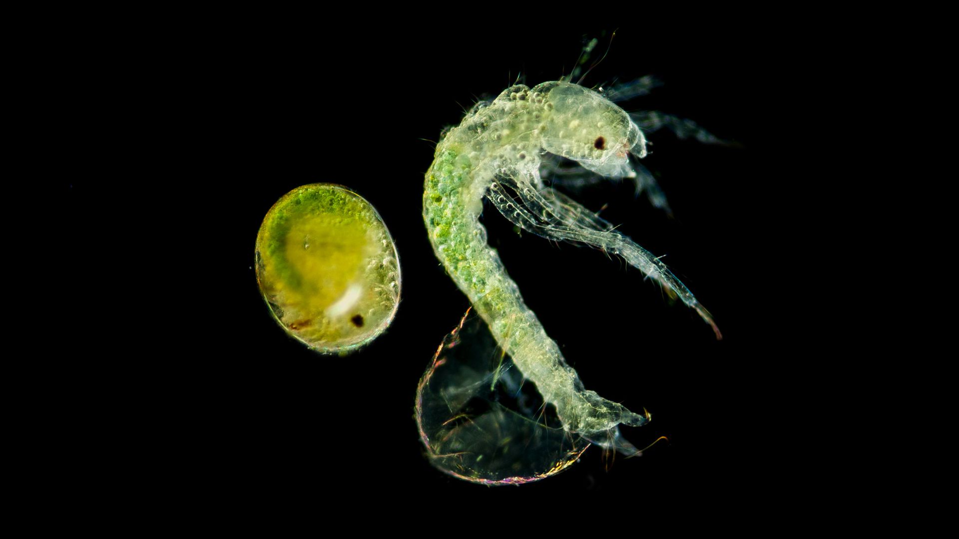 Tricópteros