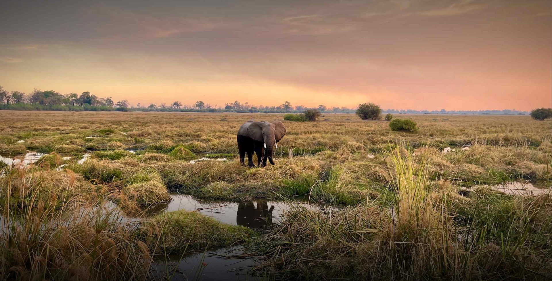 Kaza. El último refugio de elefantes