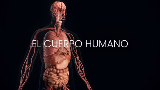 El cuerpo humano