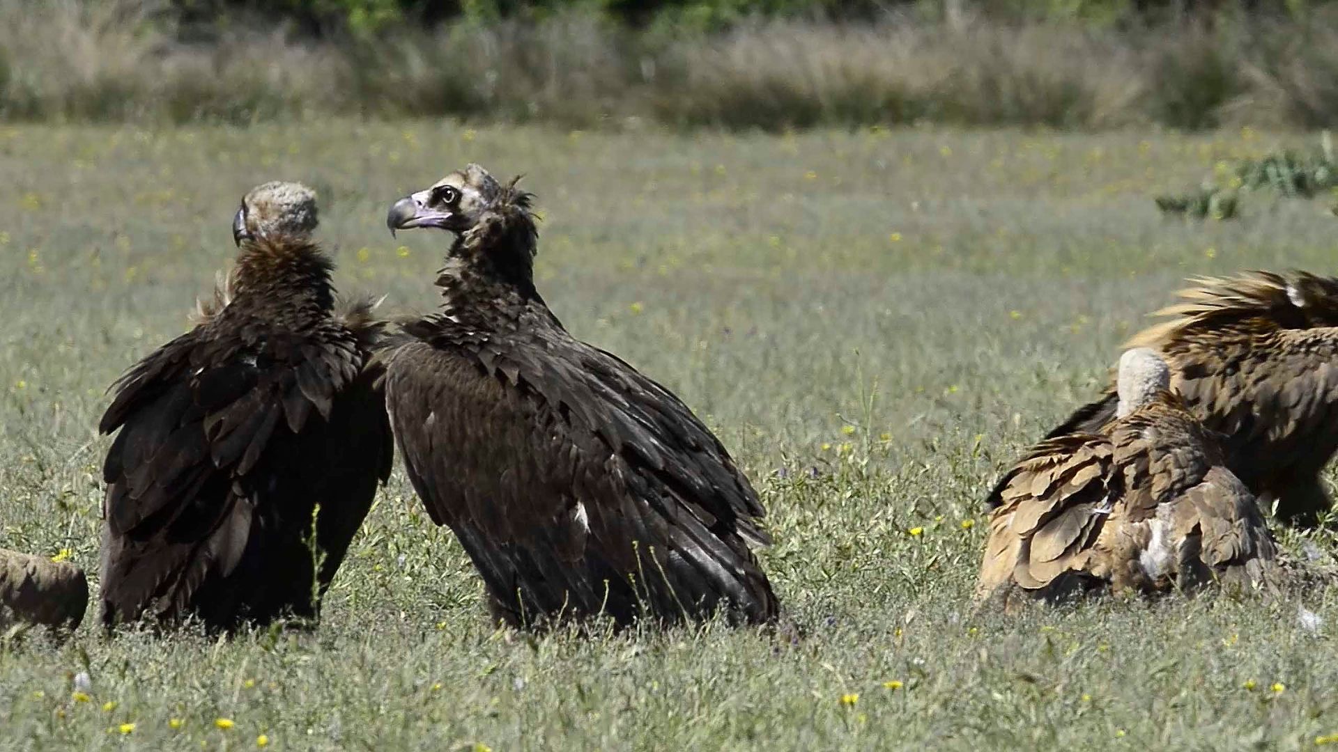 Conflicto