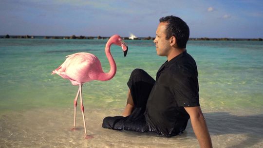 The Mystery Of The Pink Flamingo