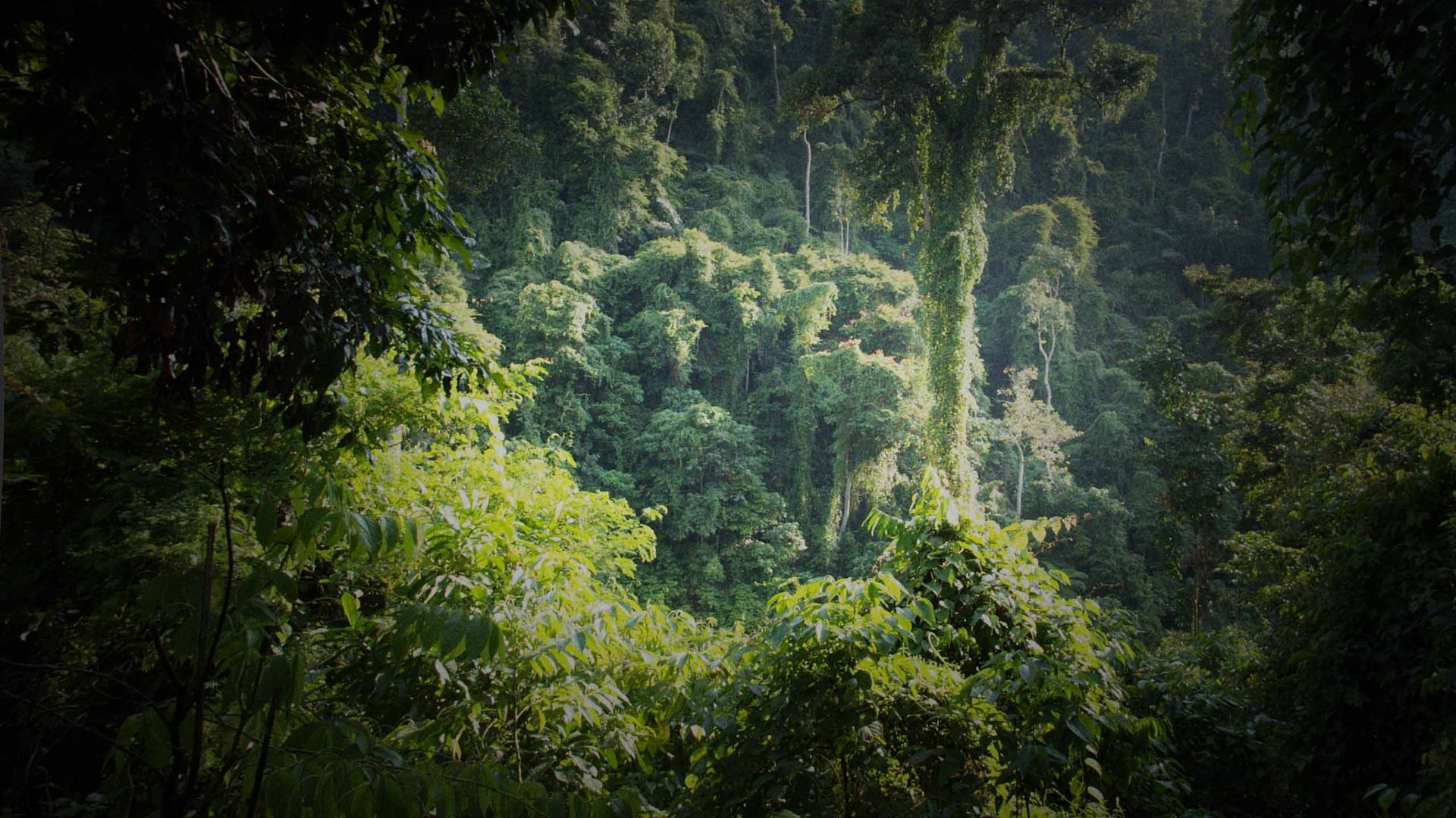 El Bosque Inundado