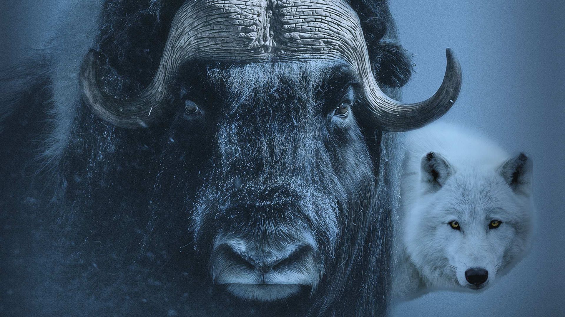 Muskox: Survival in the Arctic